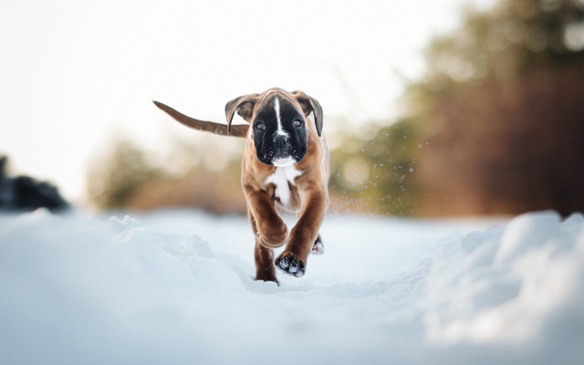Dog running snow winter blurry free wallpaper for desktop - medium preview image