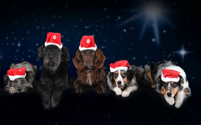 Dogs christmas hats snow stars free wallpaper for desktop - medium preview image