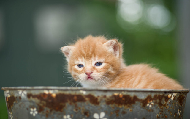 Orange kitten metal bowl outdoor free wallpaper for desktop - medium preview image