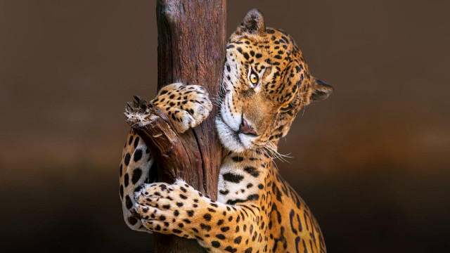Leopard climbing tree branch closed free wallpaper for desktop - medium preview image