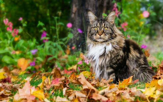 Cat leaves forest flowers autumn free wallpaper for desktop - medium preview image