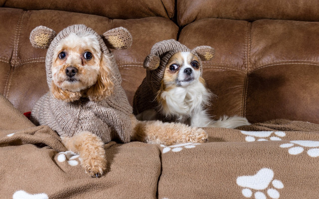 Shiba inu dogs sweaters couch free wallpaper for desktop - medium preview image