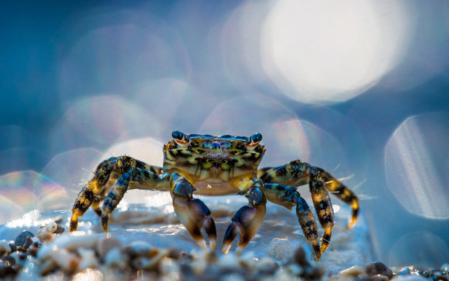 Blue crab yellow legs snow free wallpaper for desktop - medium preview image