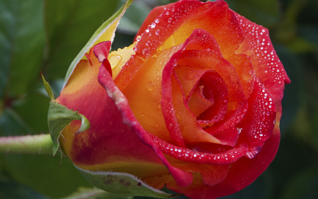 Red rose water droplets macro #58 free wallpaper for desktop - medium preview image