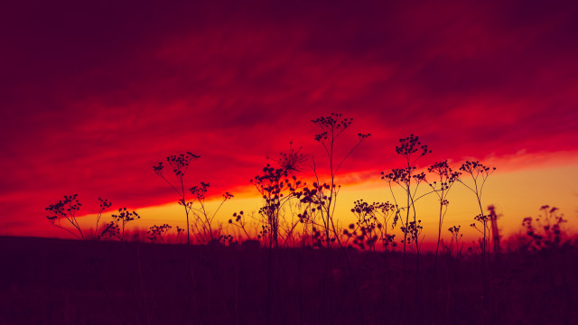 Red sky clouds plants dusk free wallpaper for desktop - medium preview image