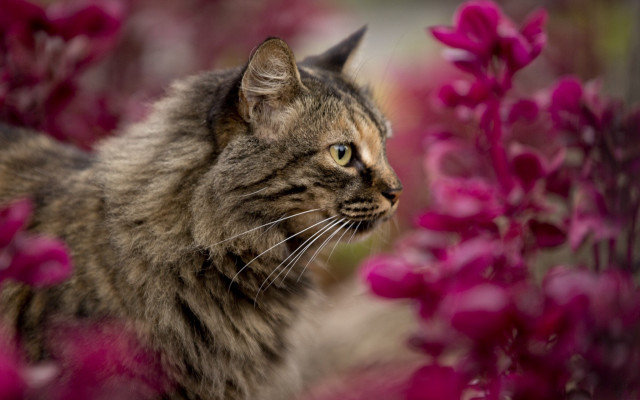 Cat flower field impressionism animal free wallpaper for desktop - medium preview image