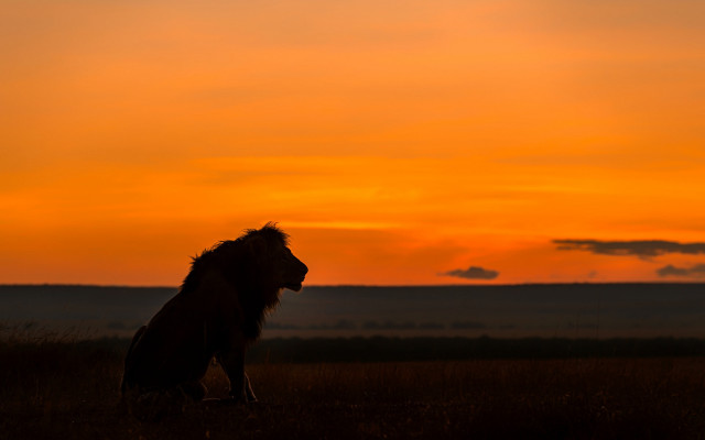 Lion sitting grass sunset clouds free wallpaper for desktop - medium preview image