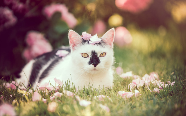 Cat flower grass bokeh cherry free wallpaper for desktop - medium preview image