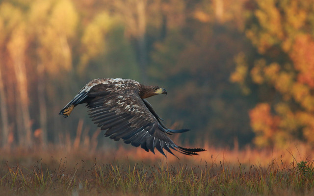 Bird field trees grass autumn free wallpaper for desktop - medium preview image