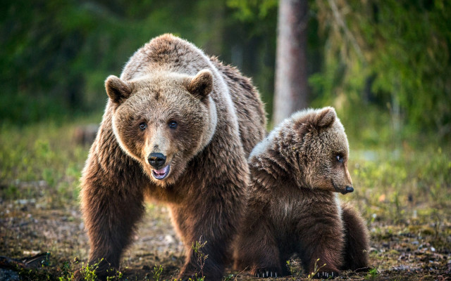 Brown bears forest grass nature free wallpaper for desktop - medium preview image