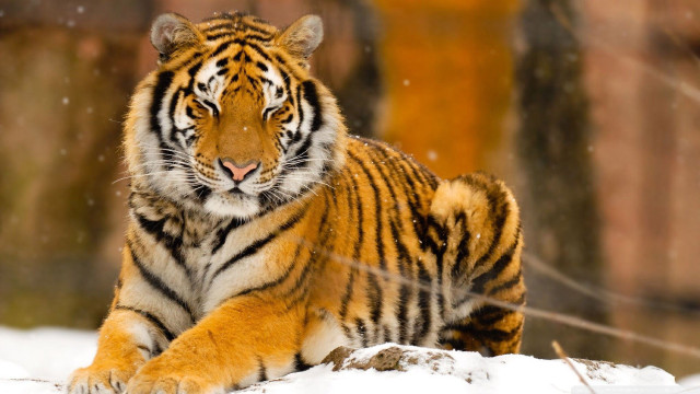 Tiger snow falling blurry depth free wallpaper for desktop - medium preview image