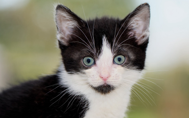 Black and white kitten blue free wallpaper for desktop - medium preview image