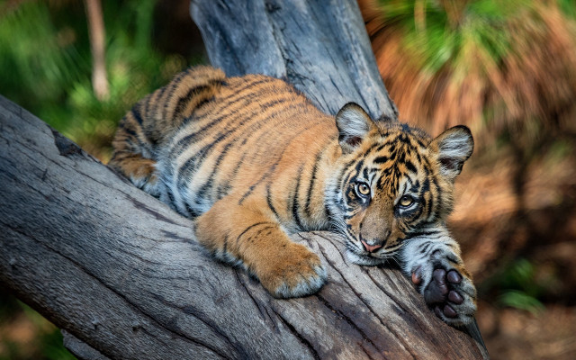 Tiger cub laying on branch free wallpaper for desktop - medium preview image