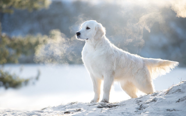 White dog snow hill forest free wallpaper for desktop - medium preview image