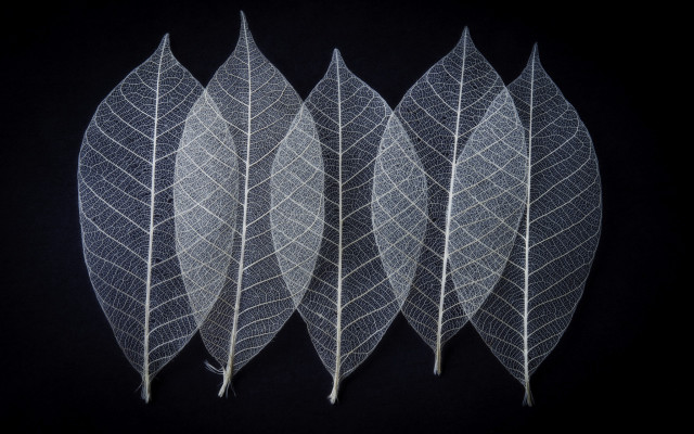 White leaves black background umbrella free wallpaper for desktop - medium preview image