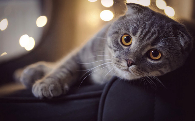 Cat couch light blurry eyes free wallpaper for desktop - medium preview image