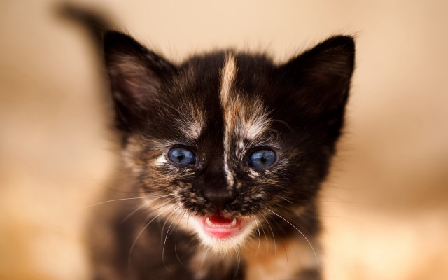 Small kitten blue eyes surprised free wallpaper for desktop - medium preview image