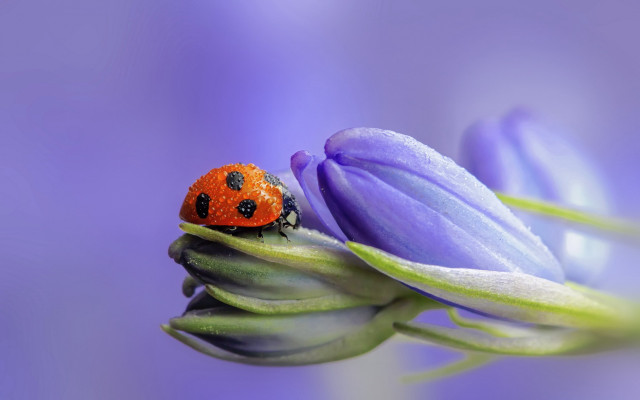 Ladybug purpleflower greenstem purplebackground macroart free wallpaper for desktop - medium preview image