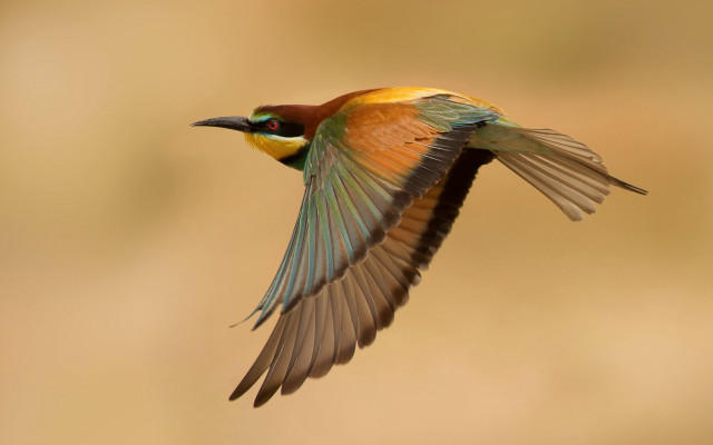 Colorful bird flying wings spread #4 free wallpaper for desktop - medium preview image