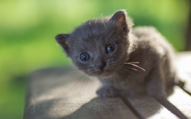 Kitten wooden table green field free wallpaper for desktop - medium preview image