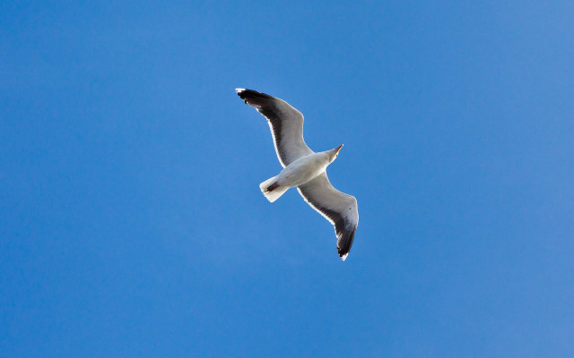 Seagull flying blue sky white #2 free wallpaper for desktop - medium preview image