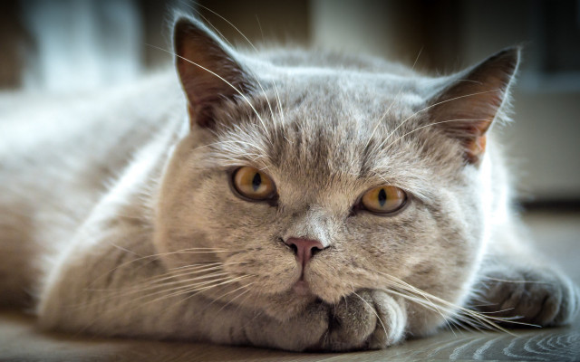 Sad cat laying floor carlos free wallpaper for desktop - medium preview image