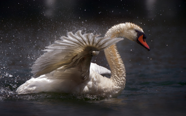 Swan water spread wings impressionist free wallpaper for desktop - medium preview image