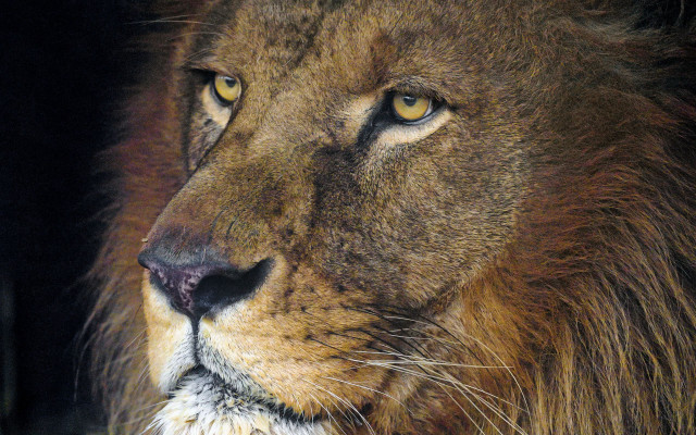 Lion closeup cataleopard naturalism airbrush free wallpaper for desktop - medium preview image
