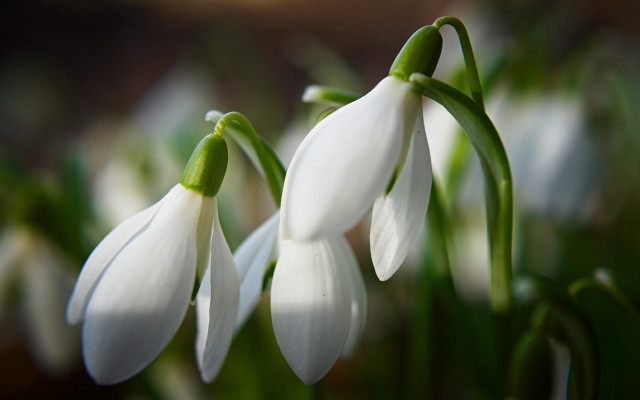 White flowers vase macro bokeh free wallpaper for desktop - medium preview image
