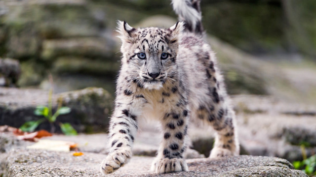 Snow leopard rocky outdoor photorealistic free wallpaper for desktop - medium preview image
