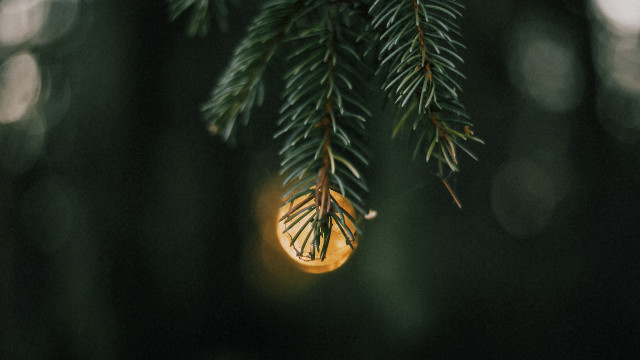 Pine branch light bulb microscopic free wallpaper for desktop - medium preview image