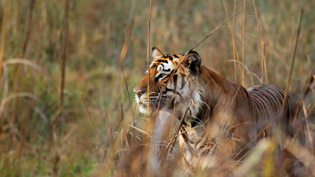 Tiger walking tall grass wildlife free wallpaper for desktop - medium preview image