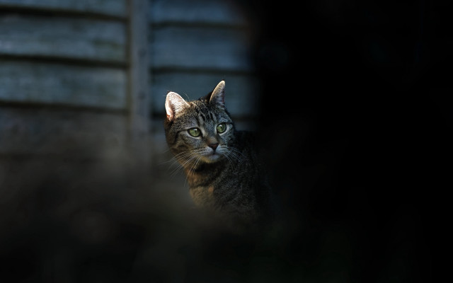 Black cat fence night blurry free wallpaper for desktop - medium preview image