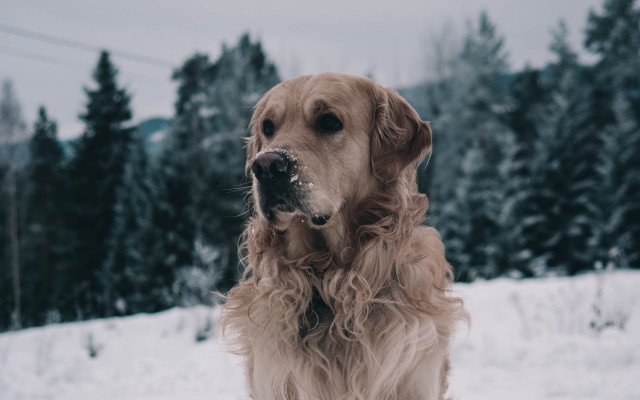 Dog snow trees winter portrait free wallpaper for desktop - medium preview image