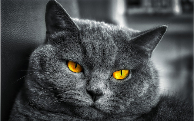 Black cat yellow eyes couch free wallpaper for desktop - medium preview image