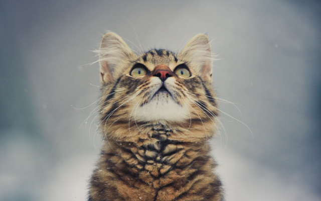 Surprised cat blue eyes microscopic free wallpaper for desktop - medium preview image