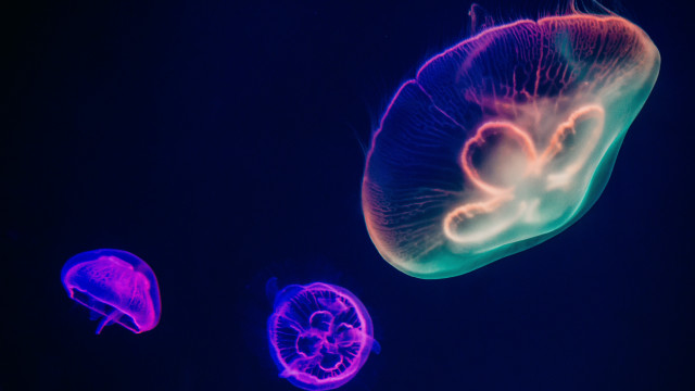 Jellyfish hologram biome luminous planet free wallpaper for desktop - medium preview image