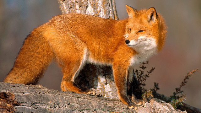 Red fox tree branch forest free wallpaper for desktop - medium preview image