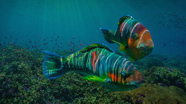 Colorful fish ocean mystical holography free wallpaper for desktop - medium preview image