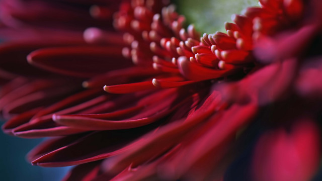 Red flower water droplets bokeh #3 free wallpaper for desktop - medium preview image