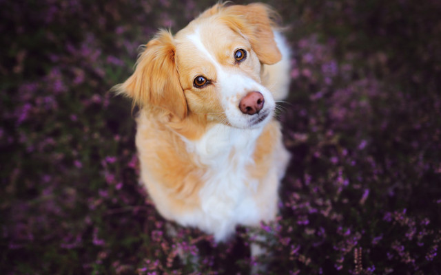 Dog purpleflowers sad look outdoor free wallpaper for desktop - medium preview image