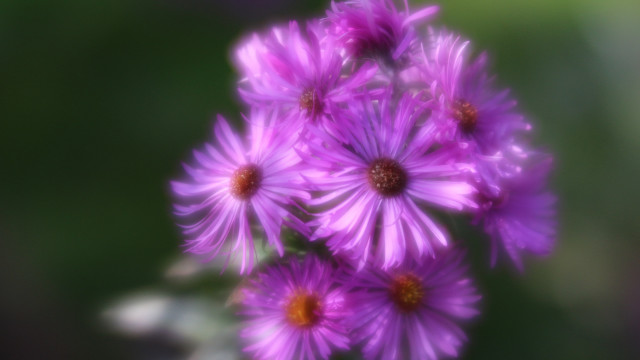 Purple flowers blurry background impressionism free wallpaper for desktop - medium preview image