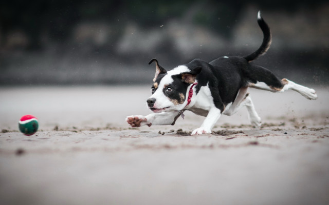 Dog running beach rain tongue free wallpaper for desktop - medium preview image