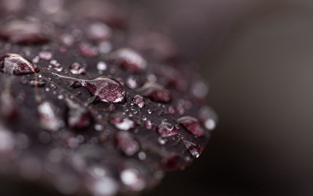 Leaf water drops macro dark free wallpaper for desktop - medium preview image