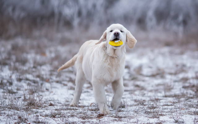 White dog yellow frisbee snow free wallpaper for desktop - medium preview image