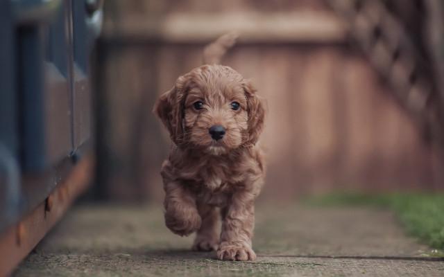 Brown puppy running sidewalk wooden free wallpaper for desktop - medium preview image
