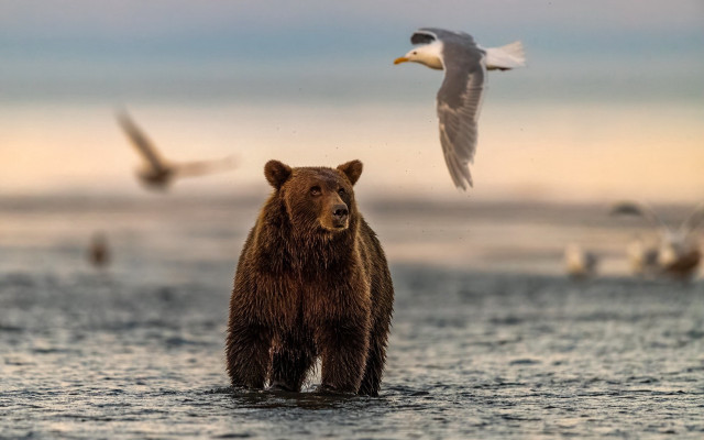 Brown bear water seagulls beach free wallpaper for desktop - medium preview image