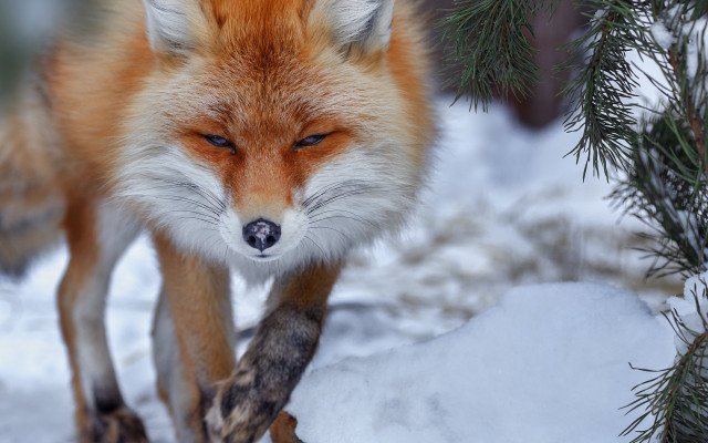 Red fox snow branch pine free wallpaper for desktop - medium preview image