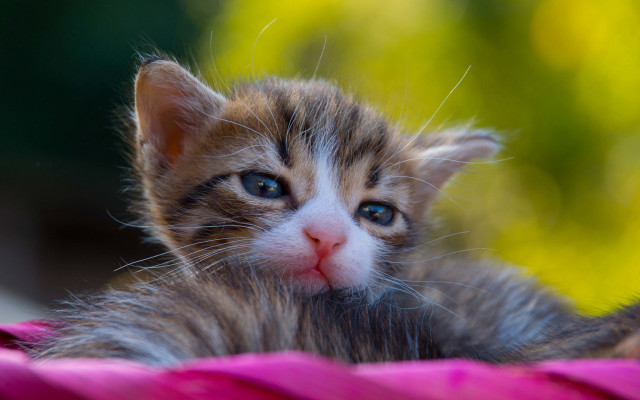 Blue eyed kitten curious look free wallpaper for desktop - medium preview image