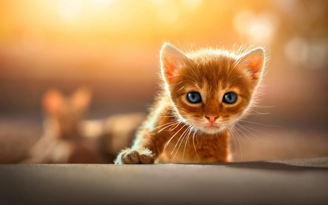 Small kitten blue eyes portrait free wallpaper for desktop - medium preview image